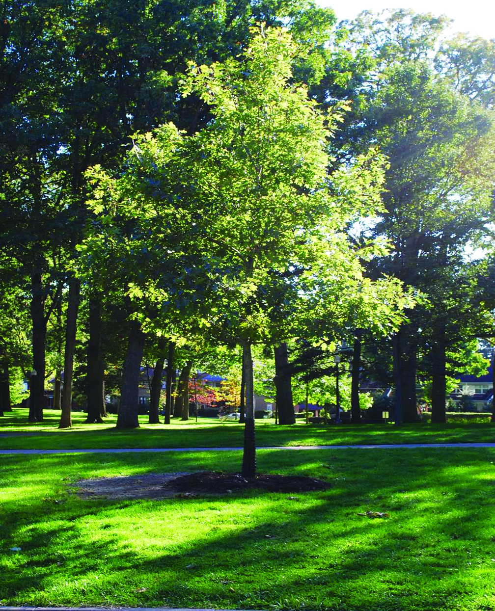 COW: Tree Campus USA