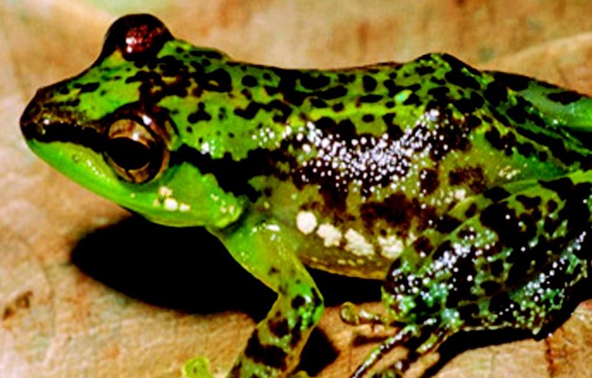 Wooster professor confirms new frog species